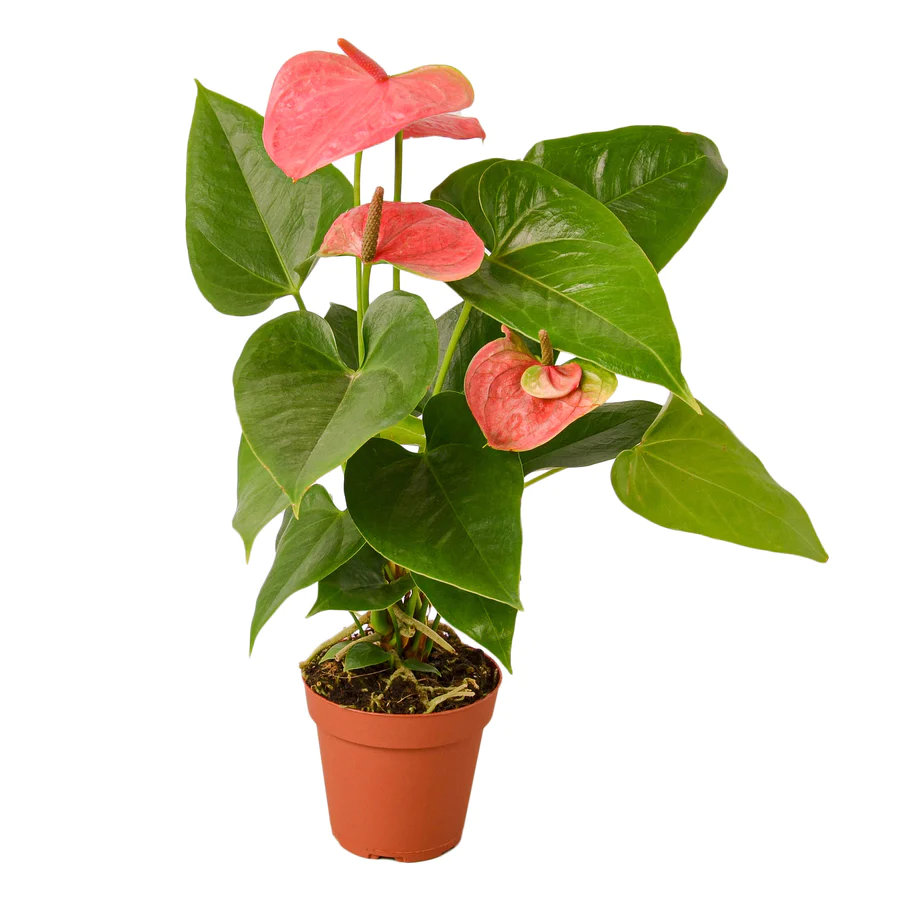 Anthurium Pink | Anthurium Andraeanum | Flowering Houseplant