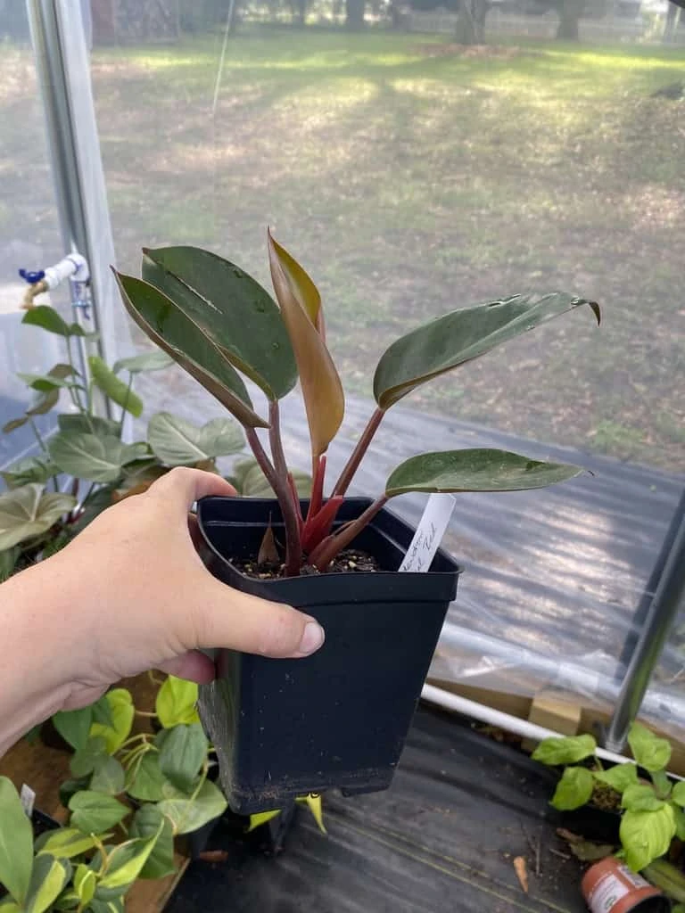 Philodendron Imperial Red 4 Inch Pot| Starter Plant - Image 6