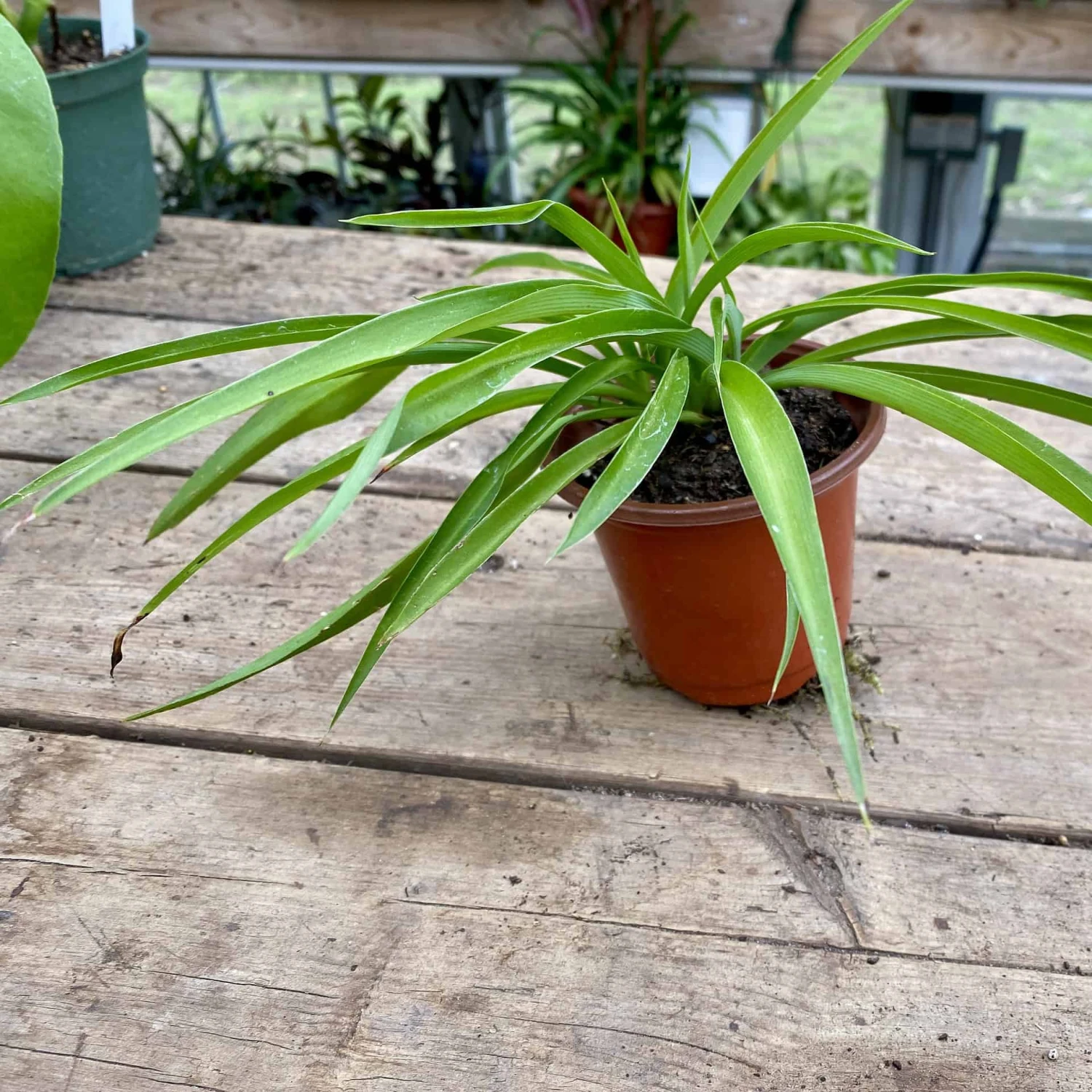 Spider Plant Or Airplane Plant Chlorophytum Comosum 2.5 Inch Tall - Image 8