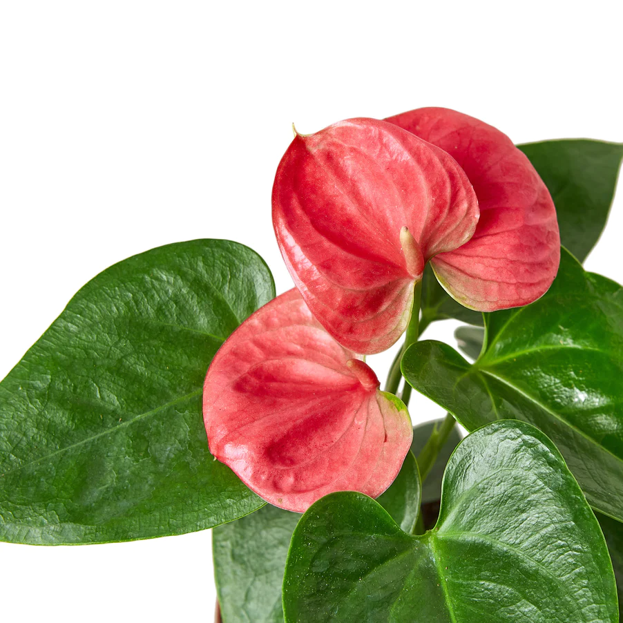 Anthurium Pink | Anthurium Andraeanum | Flowering Houseplant - Image 3