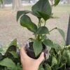 Anthurium Sect Pachyneurium Big Red Bird 3 Inch Pot Live Plant