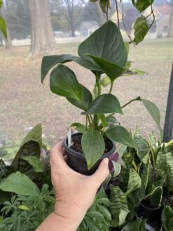 Anthurium Sect Pachyneurium Big Red Bird 3 Inch Pot Live Plant