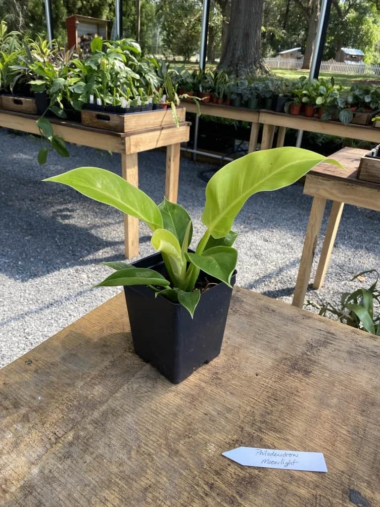 Philodendron Moonlight 2.5 Inch Tall Pot Starter Plant - Image 11