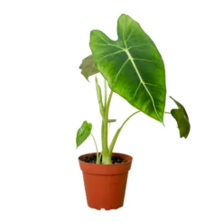 Frydek | Alocasia Micholitziana | Exotic Houseplant