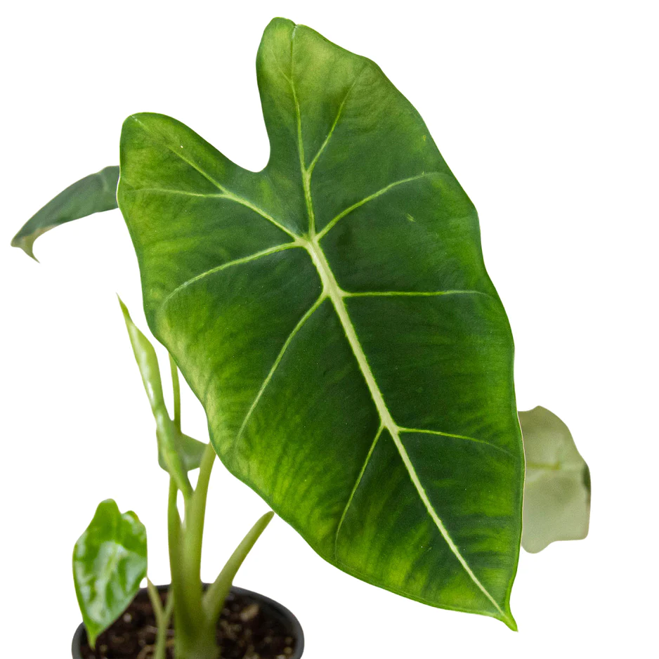 Frydek | Alocasia Micholitziana | Exotic Houseplant - Image 2