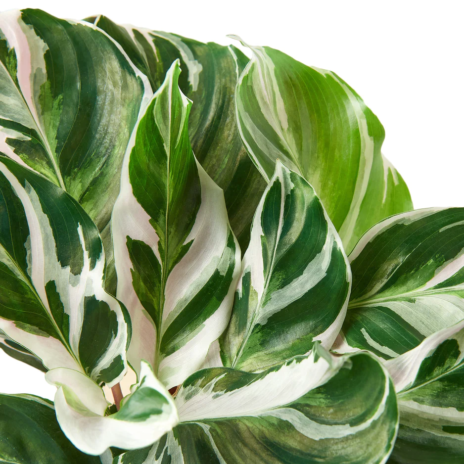 Calathea White Fusion | Exotic Houseplant - Image 2