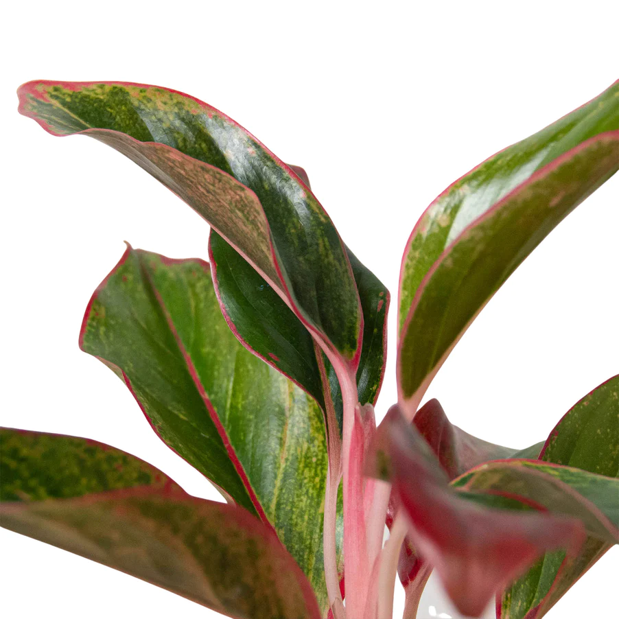 Red Siam Chinese Evergreen | Aglaonema | 4" Nursery Pot - Image 2