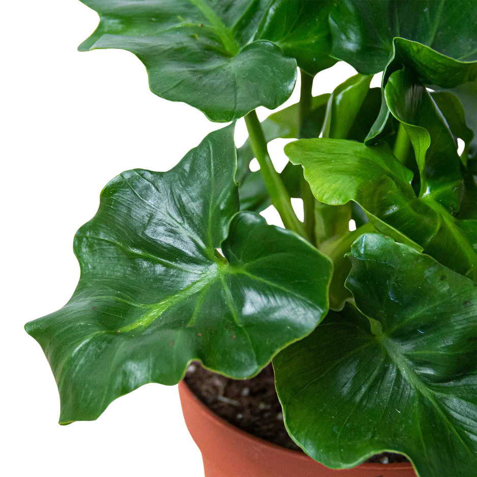 Philodendron Atom | Thaumatophyllum Bipinnatifidum | Exotic Houseplants - Image 2