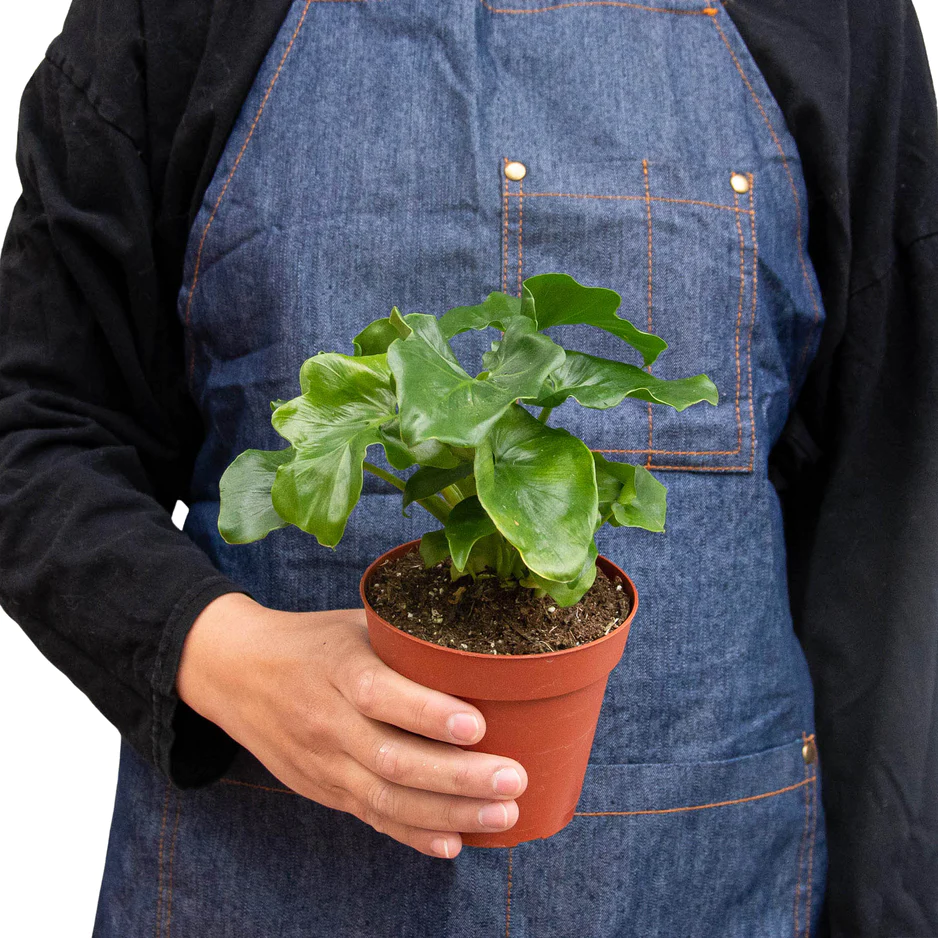 Philodendron Atom | Thaumatophyllum Bipinnatifidum | Exotic Houseplants - Image 3