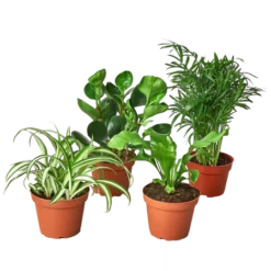 Pet-Friendly House Plant Bundle | 4-inch Pot Each