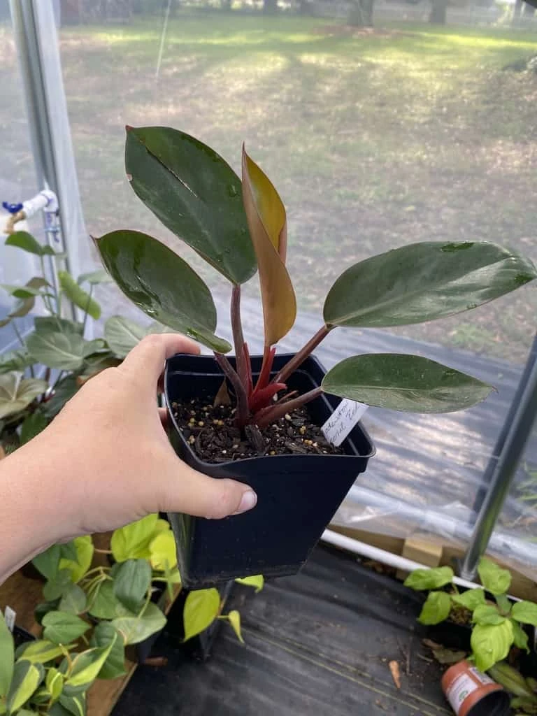 Philodendron Imperial Red 4 Inch Pot| Starter Plant - Image 7