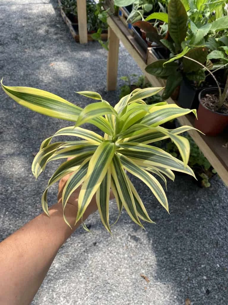 Dracaena Song Of India 4" Pot Live Plant - Image 5