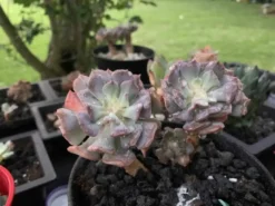 Pulvinata Frosty Variegated