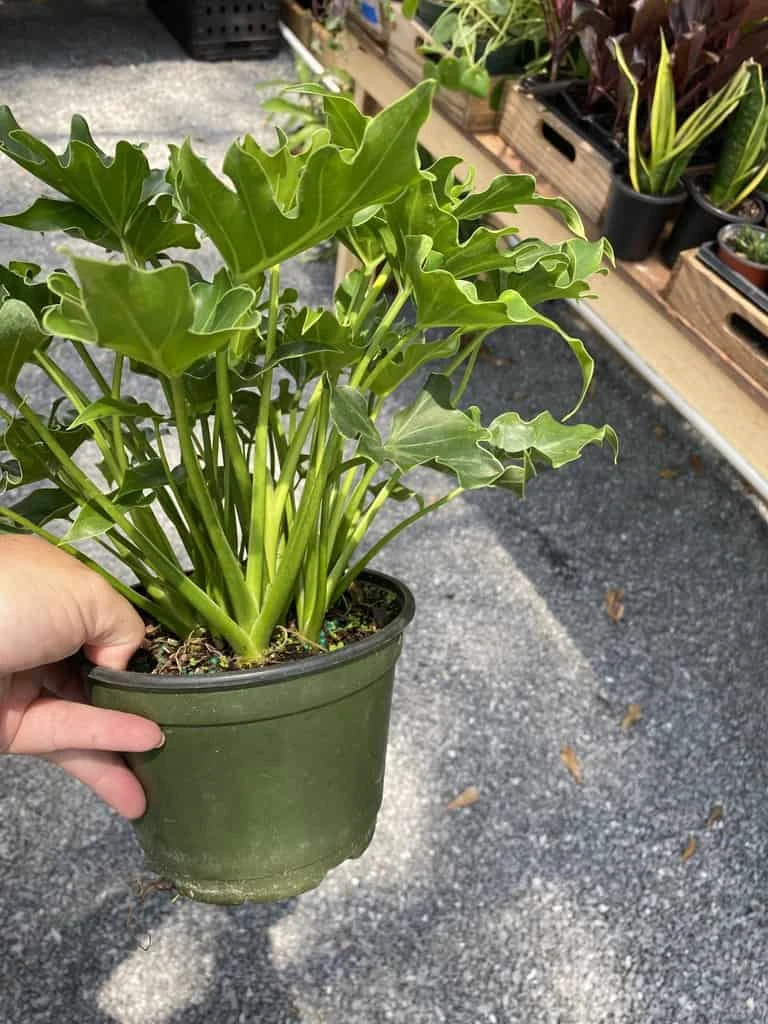 Philodendron Selloum Little Hope 6" Pot Live Plant - Image 4