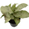 Milk Confetti Arrowhead Plant - Syngonium/Nepthytis - 4" Pot