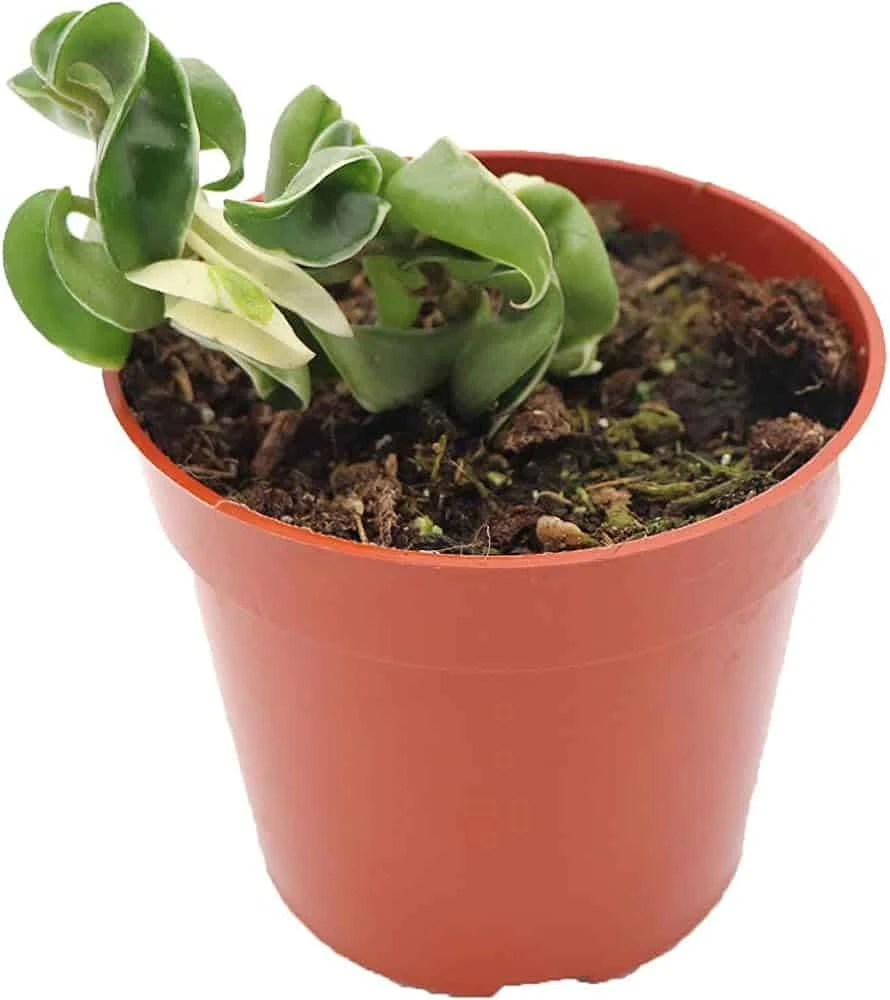 Variegated Hindu Rope Hoya In A 4 Inch Pot - Image 7