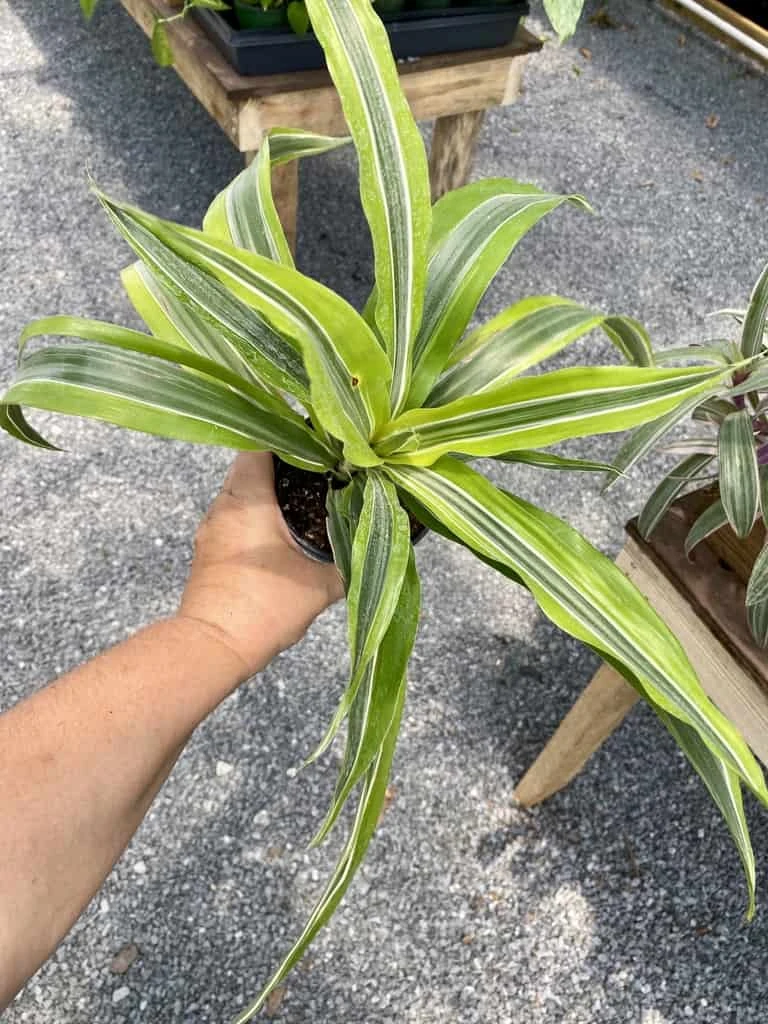 Dracaena Deremensis Or Dragon Tree Lemon Surprise 4 Inch Pot Live Plant - Image 2