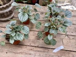 Peperomia Frost 2.5 Inch Pot Beautiful Live Silver Green Plant