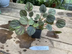 Peperomia Peppermill 2.5 Inch Tall Pot Live Plant