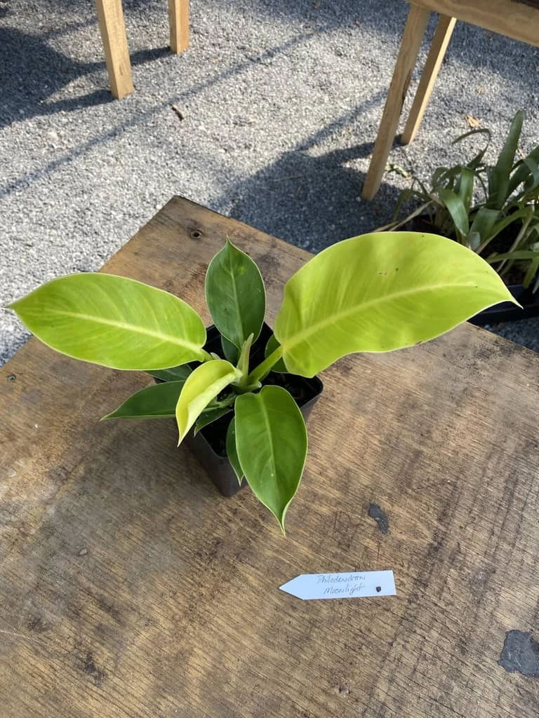 Philodendron Moonlight 2.5 Inch Tall Pot Starter Plant - Image 8