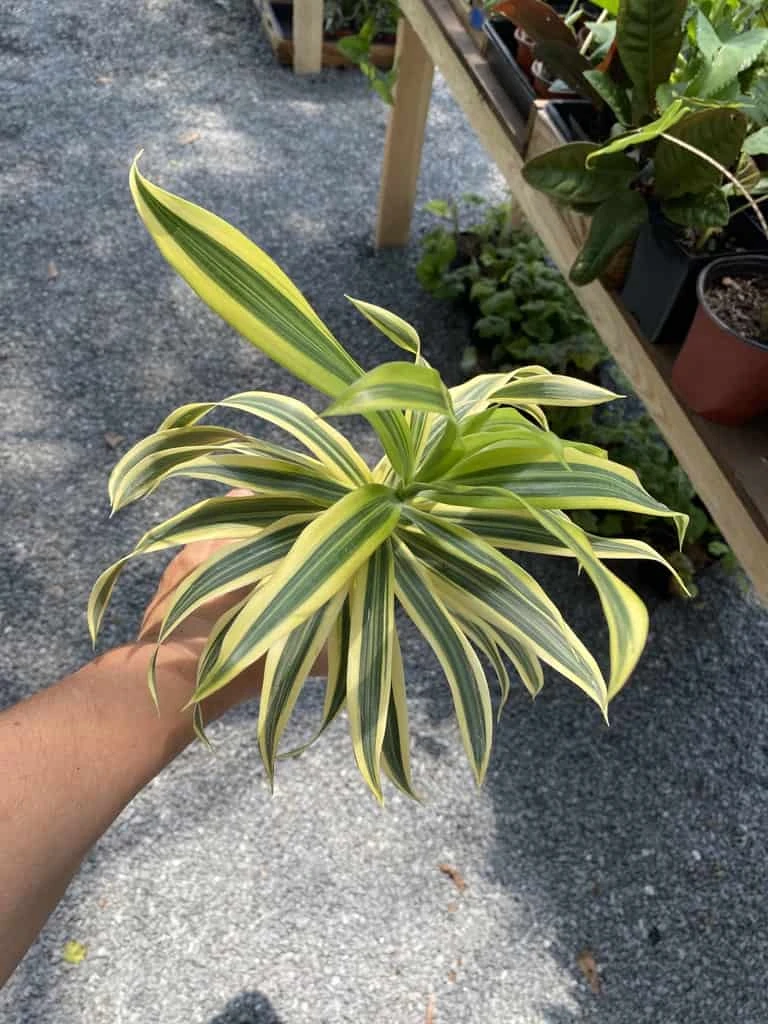 Dracaena Song Of India 4" Pot Live Plant - Image 11