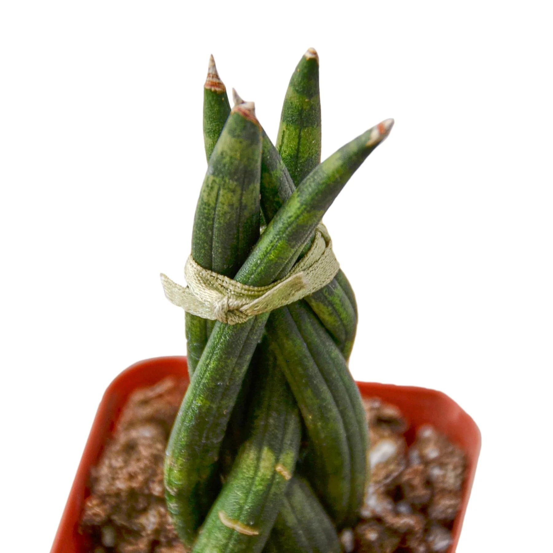 Snake Plant Braided | Dracaena - Sansevieria Cylindrica | Exotic Houseplant - Image 4