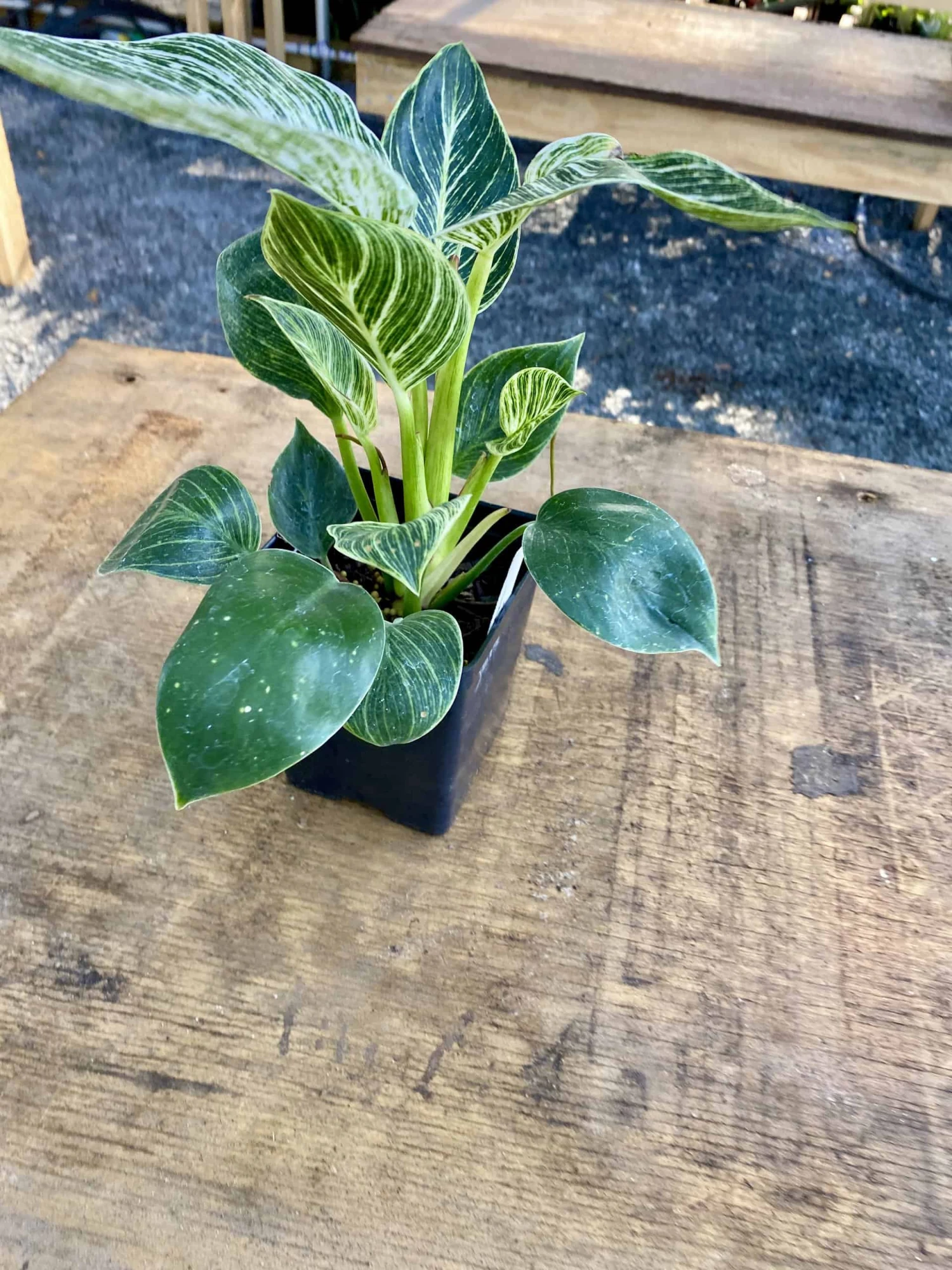 Philodendron Birkin 4 Inch Tall Pot Live Plant Variegated Houseplant - Image 7