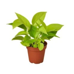 Vibrant Pothos Neon - Glowing Neon-Green Foliage - Easy-care Houseplant | 4-inch Pot