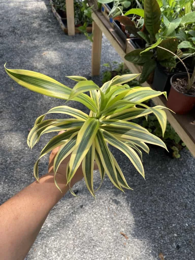 Dracaena Song Of India 4" Pot Live Plant - Image 4