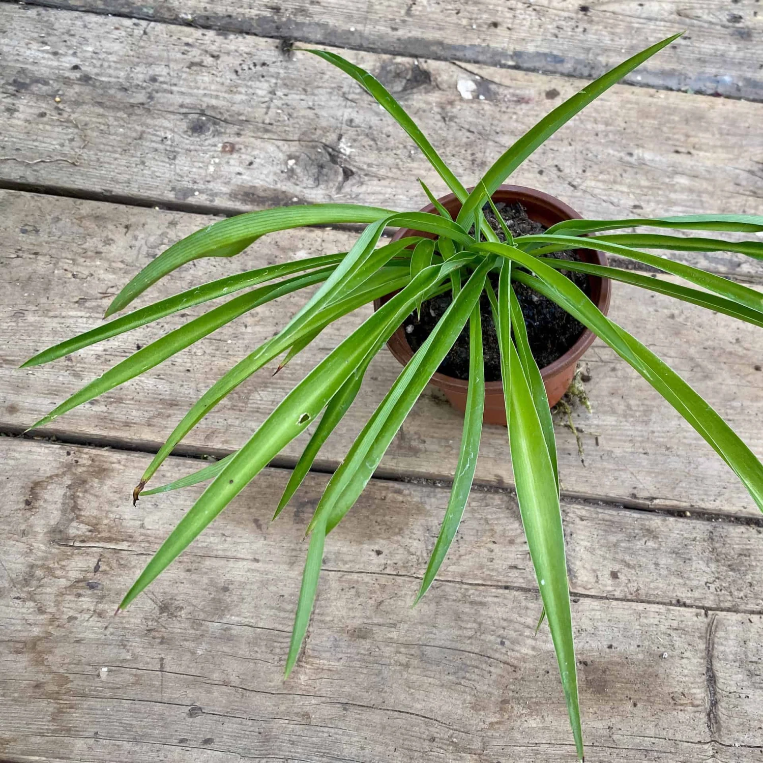 Spider Plant Or Airplane Plant Chlorophytum Comosum 2.5 Inch Tall - Image 4