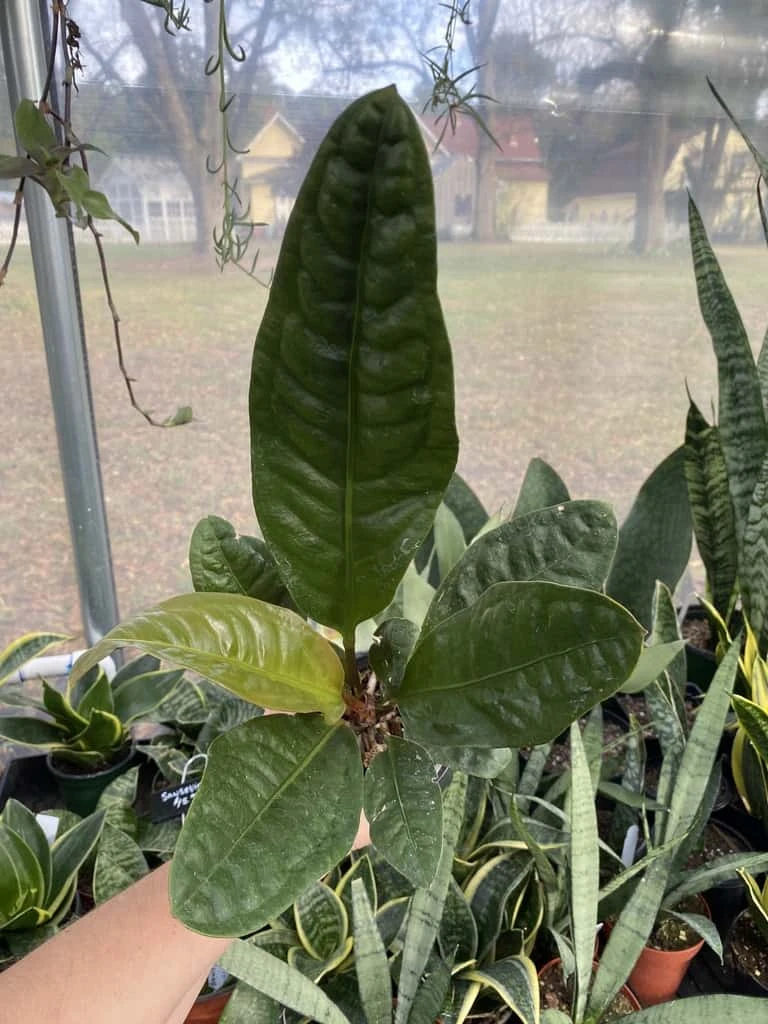 Anthurium Superbum 2.5 Tall Pot Live Starter Plant - Image 4