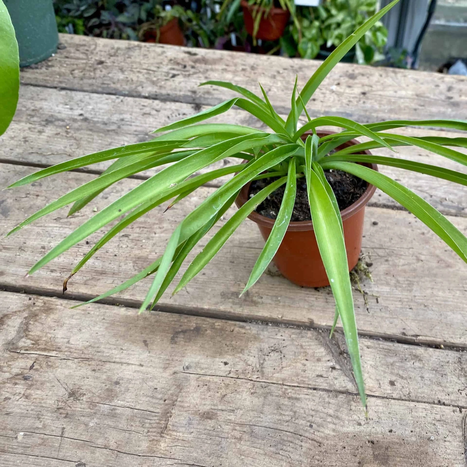 Spider Plant Or Airplane Plant Chlorophytum Comosum 2.5 Inch Tall - Image 9