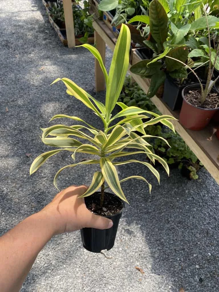 Dracaena Song Of India 4" Pot Live Plant