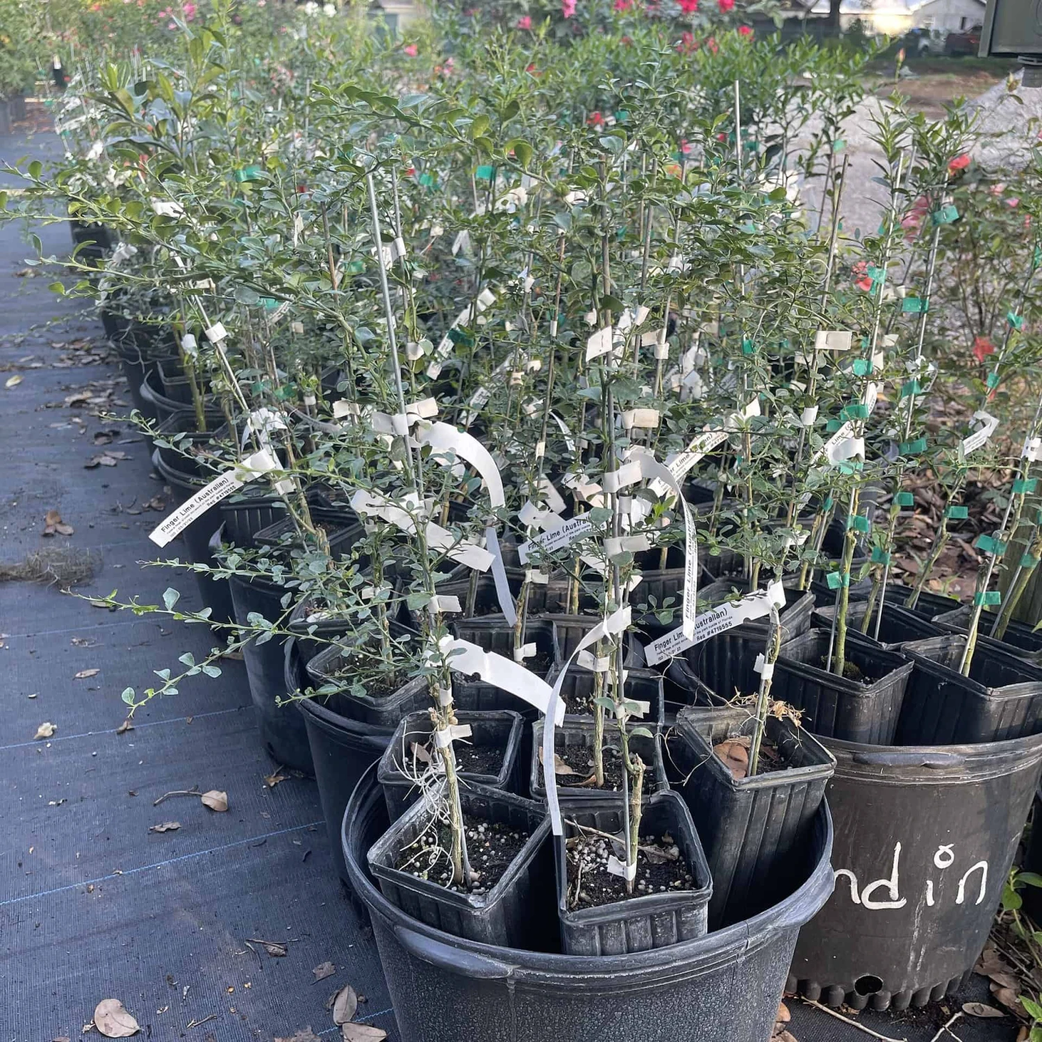 Australian Finger Lime Grafted Citrus Tree. 2 Feet Tall. - Image 2