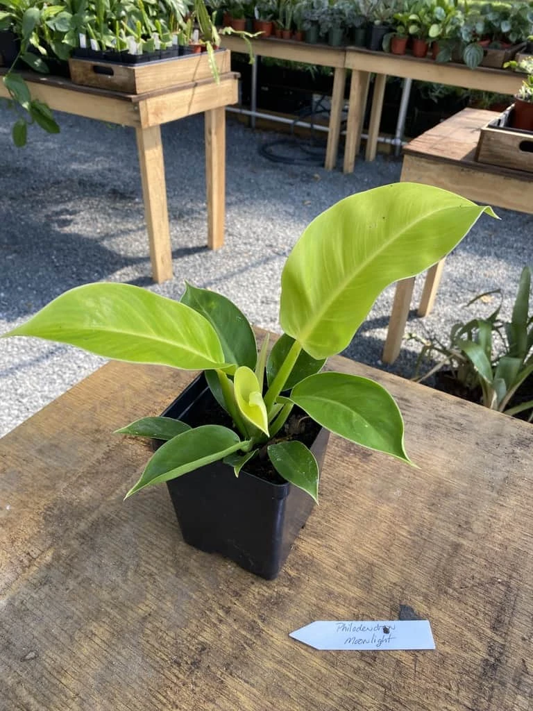 Philodendron Moonlight 2.5 Inch Tall Pot Starter Plant - Image 3