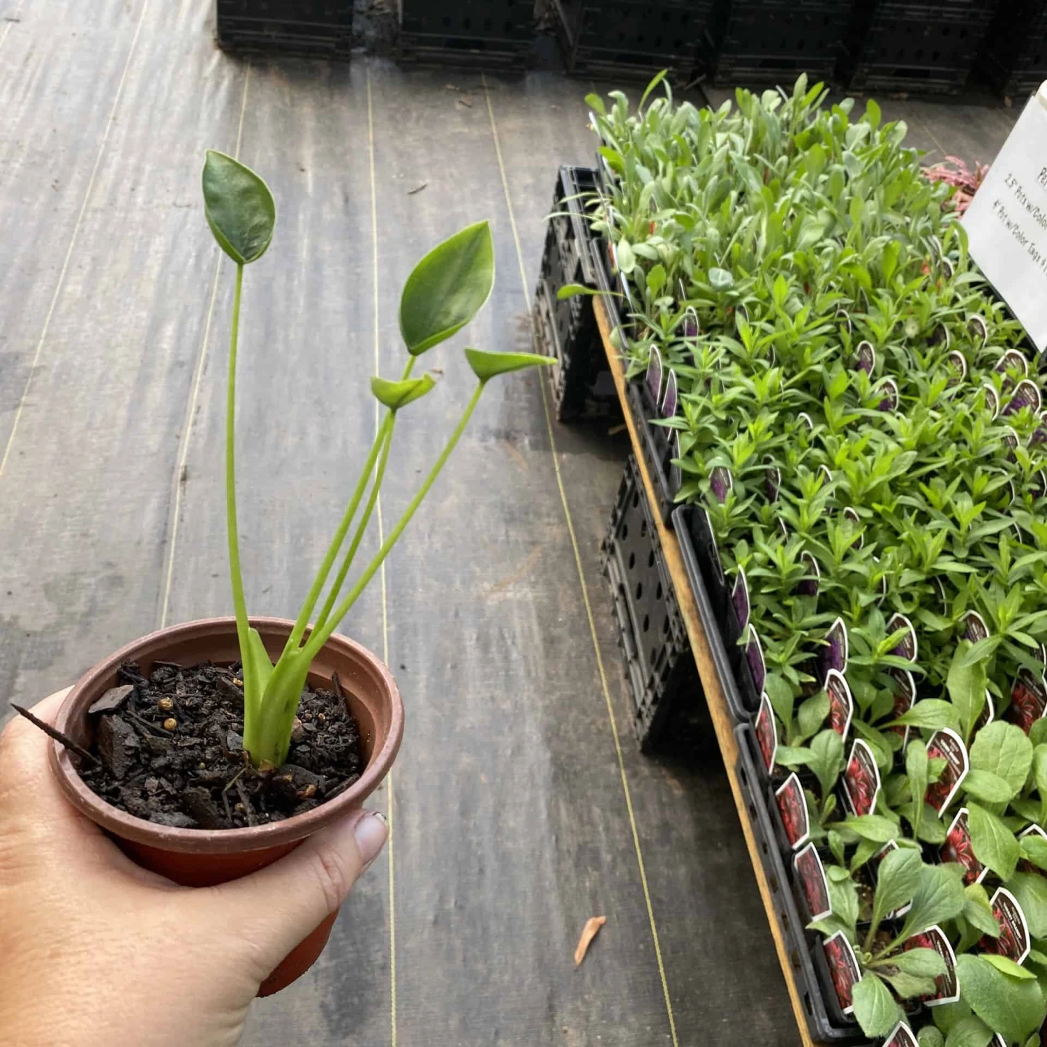 Alocasia Or Elephant Ear Tiny Dancer 3" Pot Live Plant - Image 5