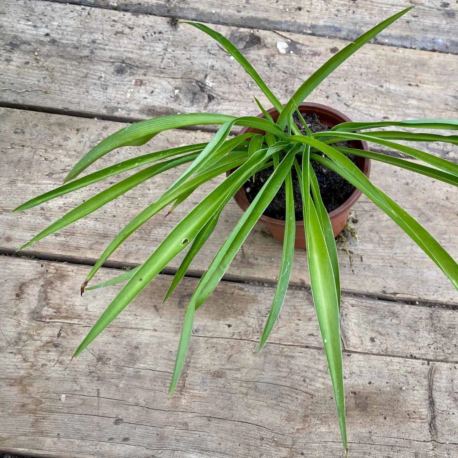 Spider Plant Or Airplane Plant Chlorophytum Comosum 2.5 Inch Tall - Image 3