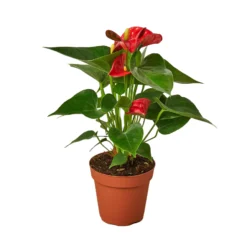 Anthurium Red | Anthurium Andraeanum | Flowering Houseplant