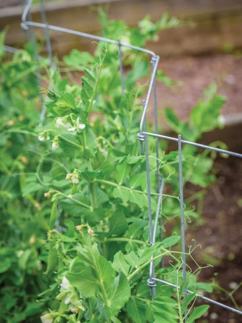 Pea And Cucumber Fence 2/Pack - Image 5