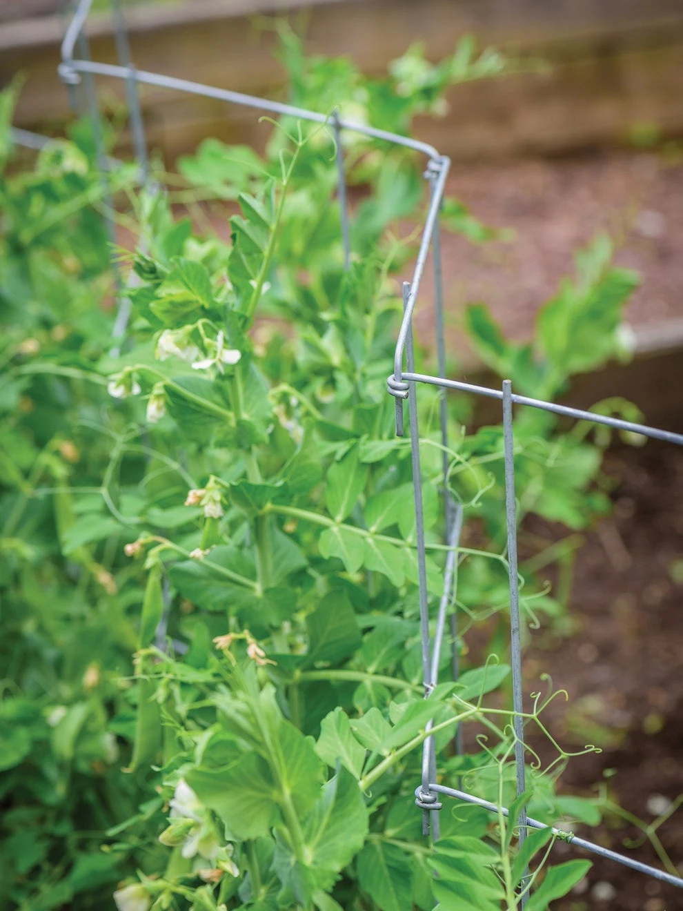 Pea And Cucumber Fence 2/Pack - Image 2