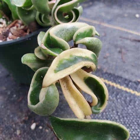 Variegated Hindu Rope Hoya In A 4 Inch Pot - Image 6