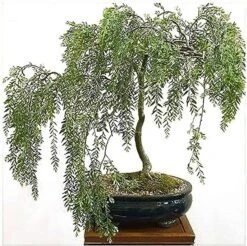 Weeping Willow Bonsai Willow Tree Cutting Kit - Live Bonsai Tree