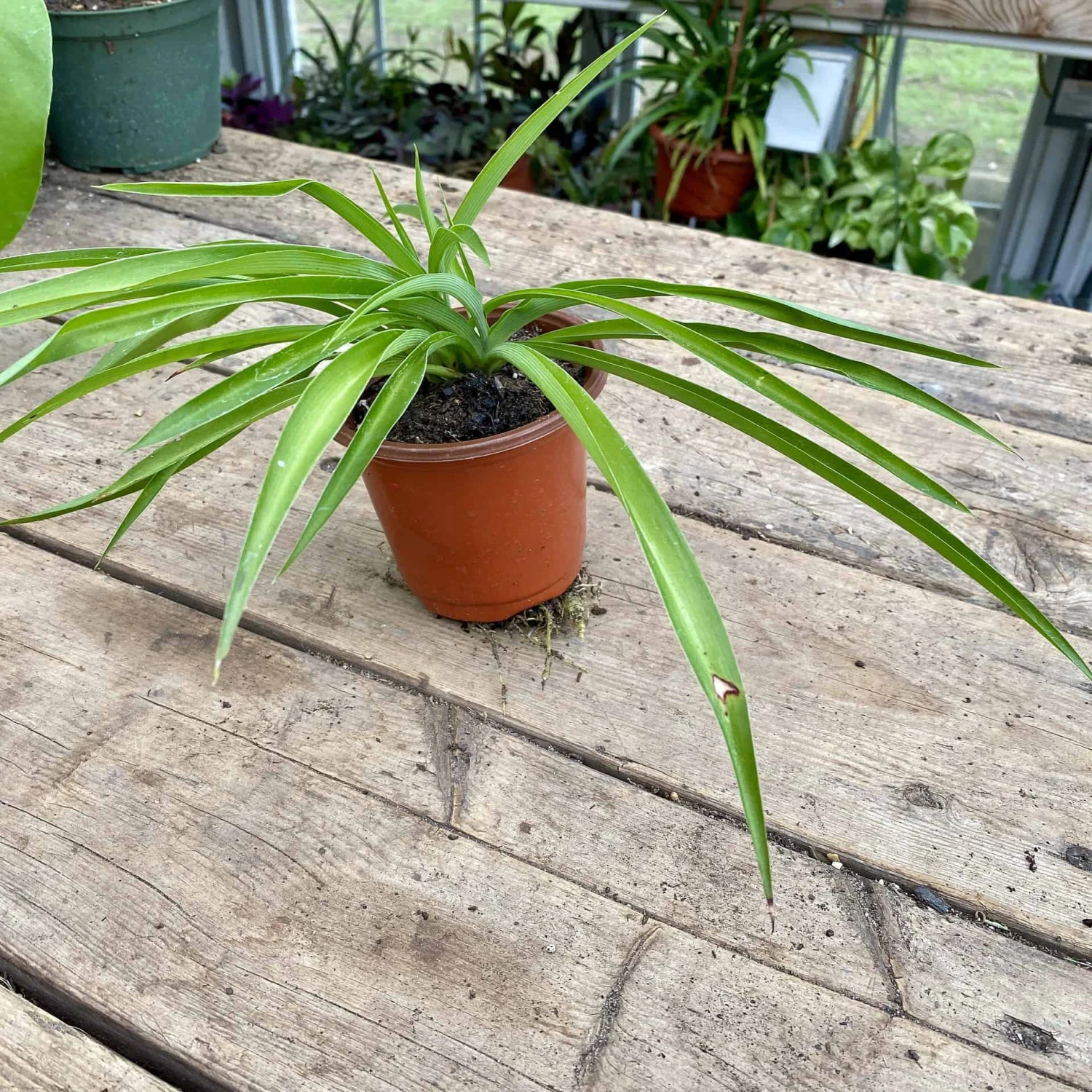 Spider Plant Or Airplane Plant Chlorophytum Comosum 2.5 Inch Tall - Image 11