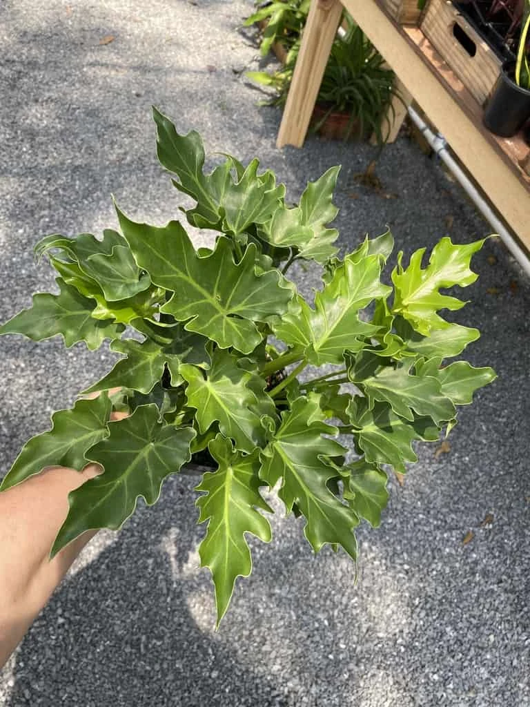 Philodendron Selloum Little Hope 6" Pot Live Plant - Image 13