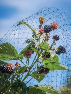 Bird-X Protective Netting For Fruits & Vegetables