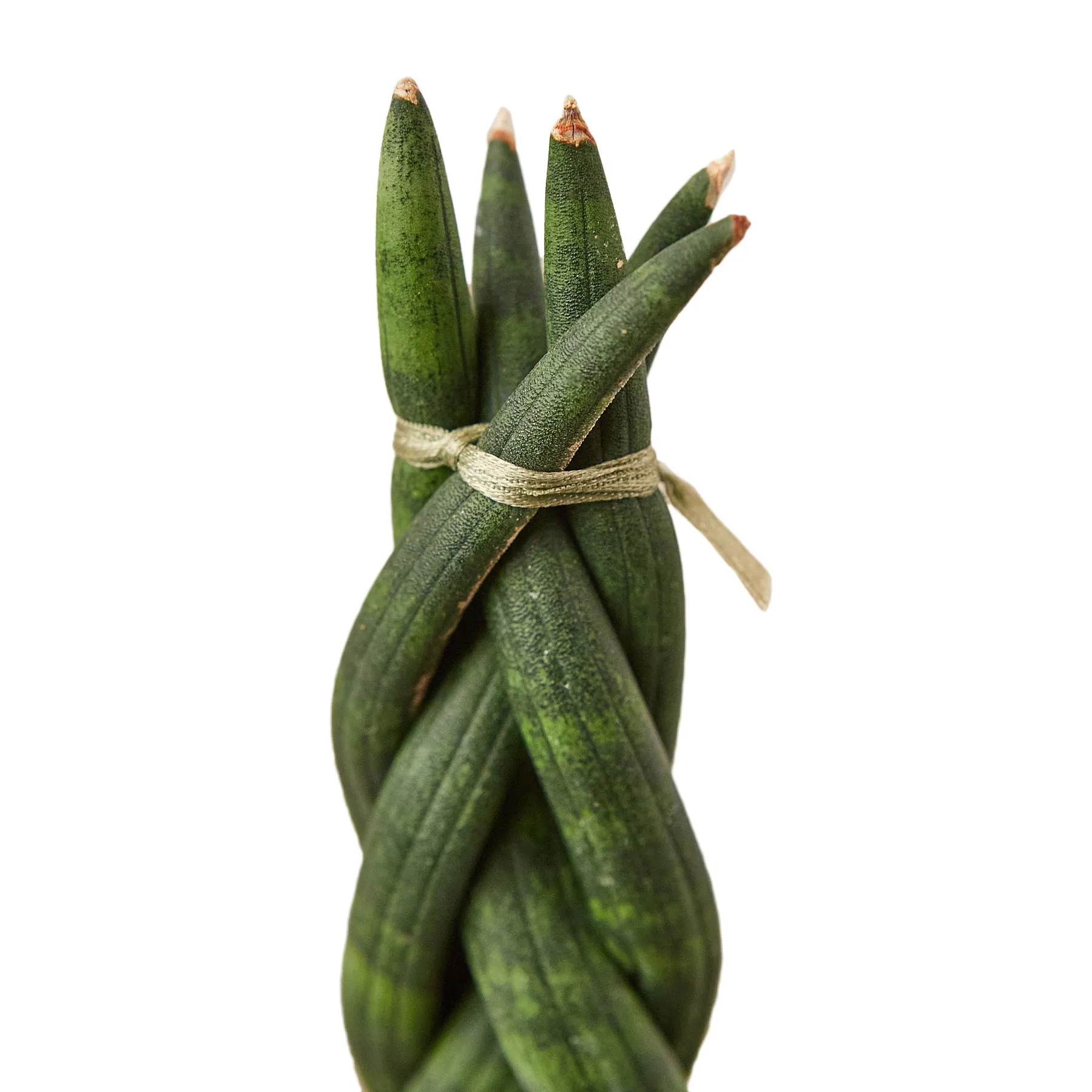 Snake Plant Braided | Dracaena - Sansevieria Cylindrica | Exotic Houseplant - Image 3