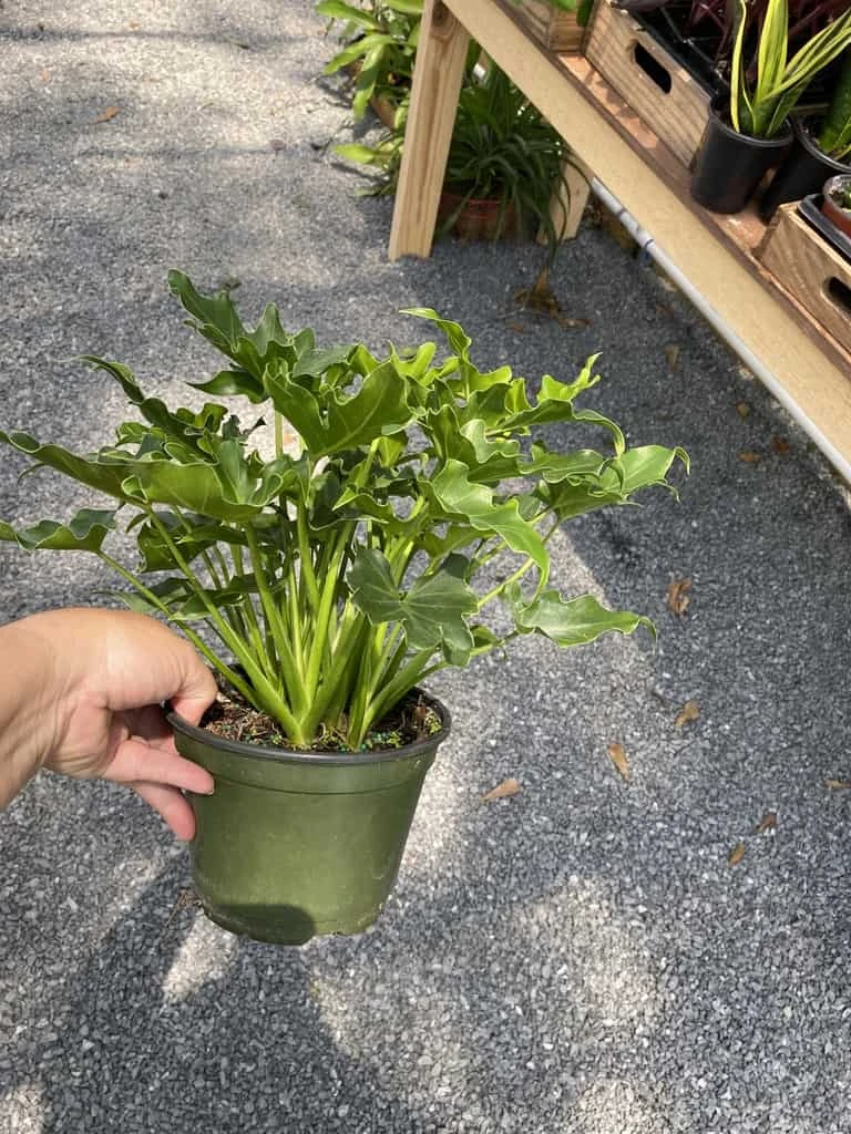 Philodendron Selloum Little Hope 6" Pot Live Plant - Image 11