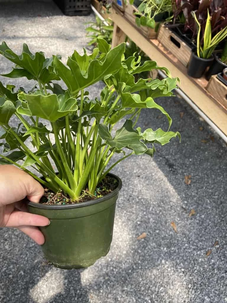 Philodendron Selloum Little Hope 6" Pot Live Plant - Image 2