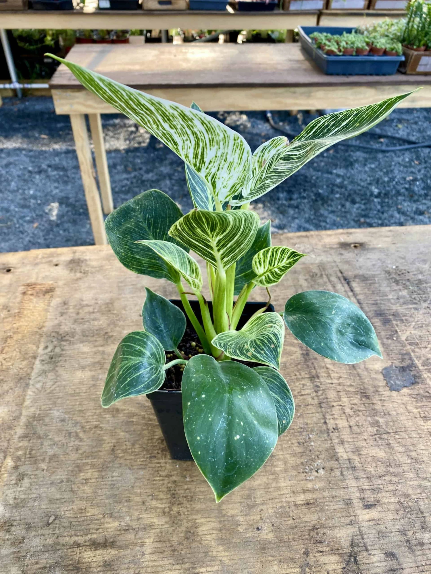 Philodendron Birkin 4 Inch Tall Pot Live Plant Variegated Houseplant - Image 3
