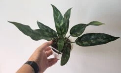 Aglaonema Commutatum - Emerald Beauty 4" Pot